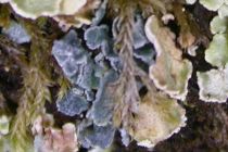 Arthrorhaphis aeruginosa